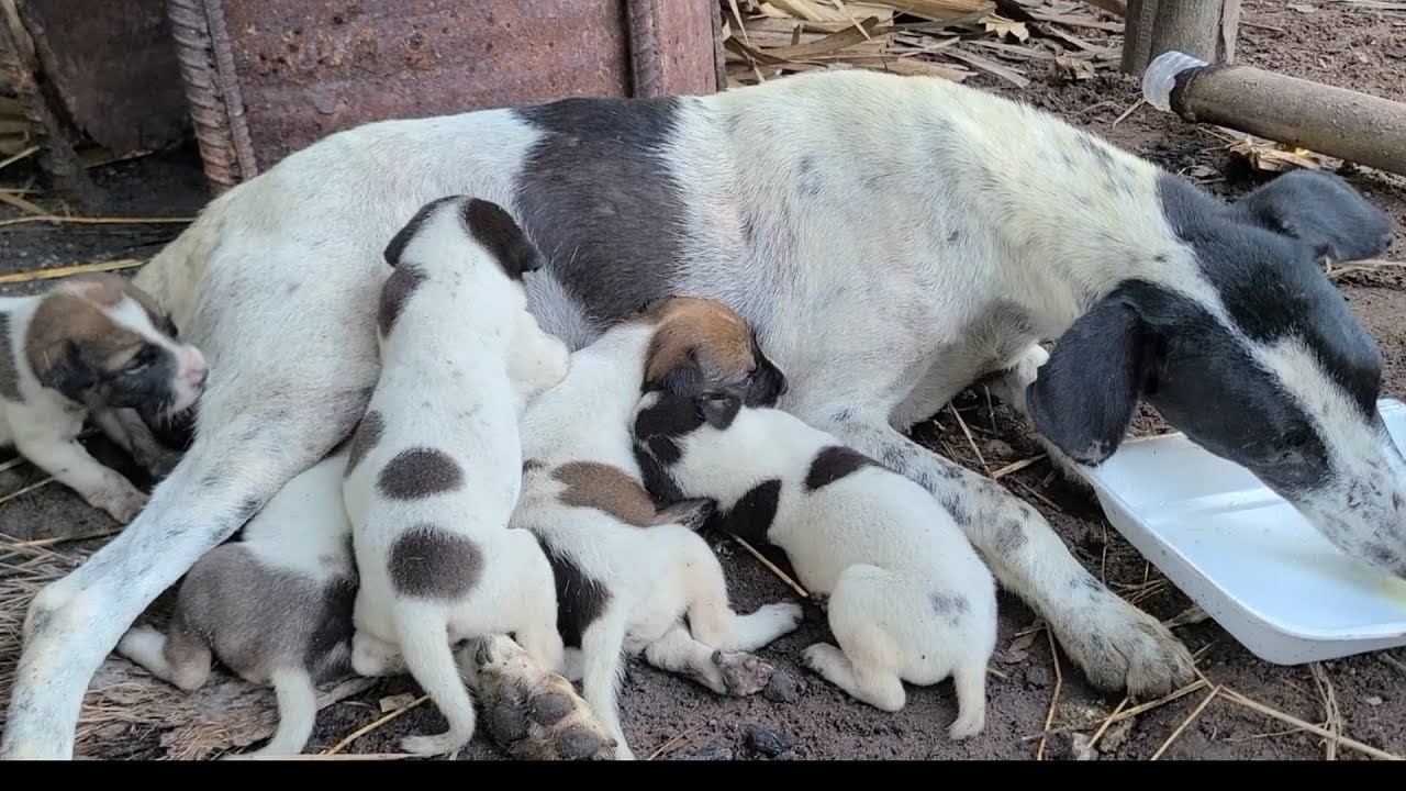 Puppies Try To Drink Mother s Milk When Mother Drinks Cow s Milk YouTube puppies-try-to-drink-mother-s-milk-when-mother-drinks-cow-s-milk-youtube