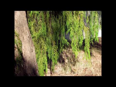 Video: Weeping Cypress