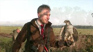 Goshawks on Pheasants, over pointers.