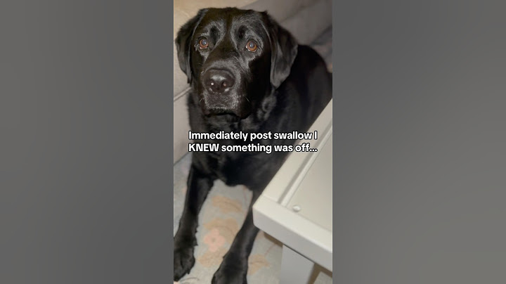 HOW could someone do this to their own dog?! 😢