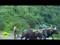 Paddy cultivation  terrace farmingn  kharung village  mon tawang  mon lumpa