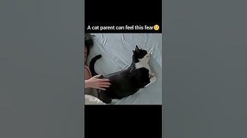 a cat parent can feel this fear🙂 #viralshort #pets