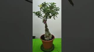 Cari bunga adenium rare, pokok2 sihat & bunga2 cantik?