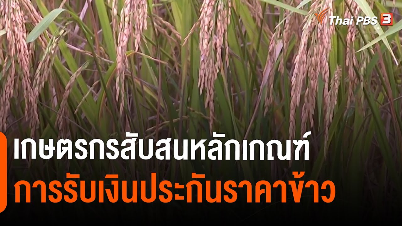 ตรวจสอบเงินประกันรายได้เกษตรกรปี 64 65 Update เกษตรกรสับสนหลักเกณฑ์การรับเงินประกันราคาข้าว : วัคซีนเศรษฐกิจ (9 พ.ย. 64)