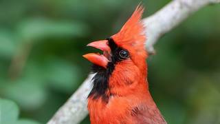 Northern Cardinal Singing Its Classic “Birdie Birdie Birdie” Song