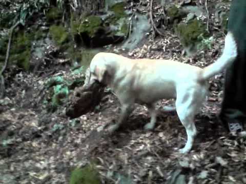 ელვის პრესლი ტაშისკრის ტყეში