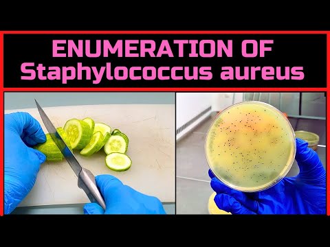 Enumeration of Staphylococcus aureus in Food A Complete Procedure BAM Chapter-12