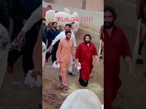 Eid Ul Azha 2025 Mashallah Viralvideo Youtubeshorts 2025