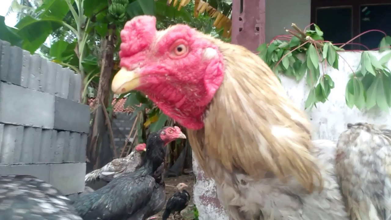 Ternak Ayam Kampung 