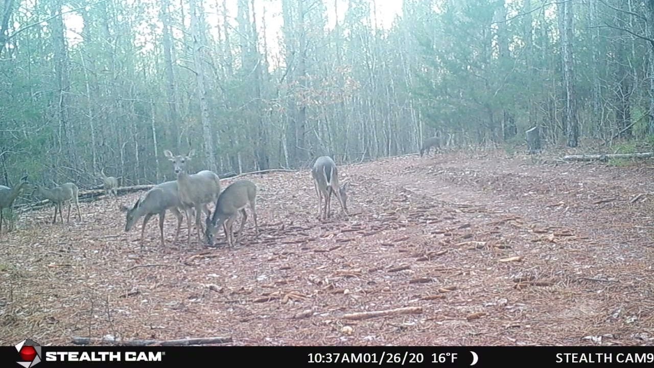 Renewable Food Source