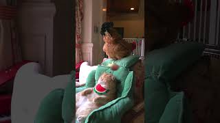 The Egg Hit The #Exlittlebeans's Head. #Funnyvideo #Funnycats