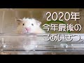 年越し カウントダウンまで残り僅か♪ハムスターこなつからごあいさつ