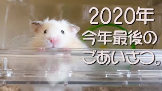年越し カウントダウンまで残り僅か♪ハムスターこなつからごあいさつ