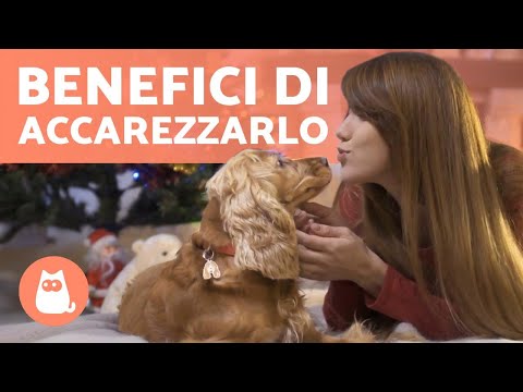 5 BENEFICI di ACCAREZZARE il tuo CANE 🐶