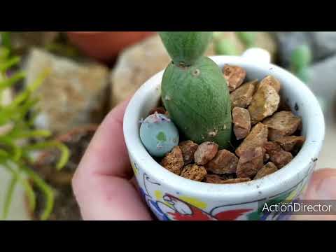 Video: Groundwort Común (Senecio Vulgaris) - Hierba Que Da Vida