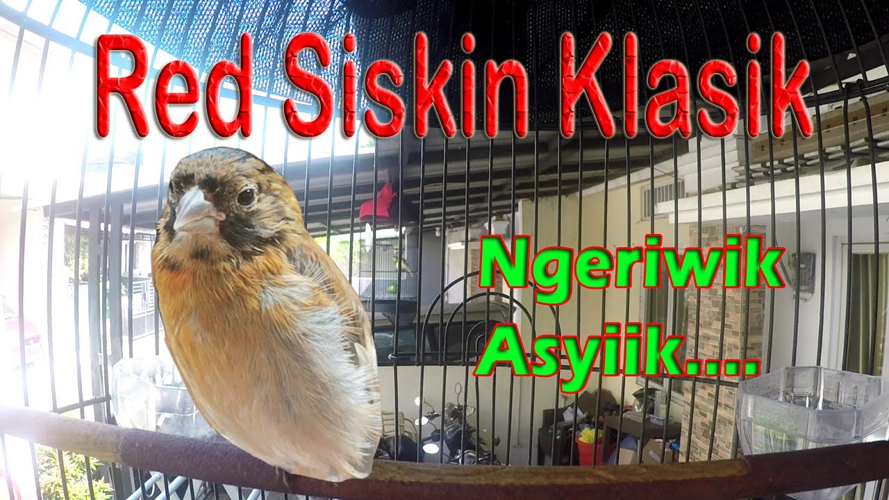JUOSS!!! RED SISKIN NGERIWIK PAGI - PAUD 4 BULAN