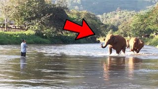 Elephant Keeps Following Man – But He Is Shocked When He Sees Why by I Heart Animals 636 views 1 month ago 11 minutes, 30 seconds