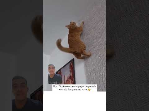 acho que ele gostou kkkkk #humor #engraçado #viral #fyp #comedia #tops #furyou #reels #funnyvideos