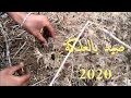 صيد فراخ الحسون باللصق الدبق بالمغرب  capturas jilguero 2020