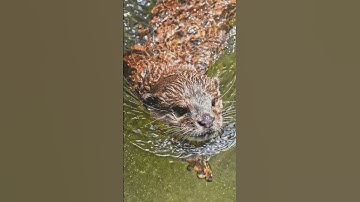 Đặc Điểm Nổi Bật Của Loài Rái Cá Không Phải Ai Cũng Biết #shorts #doanlongdiscovery