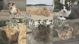 【猫島】相島に行ったら猫が可愛すぎて撮りすぎてしまいました。