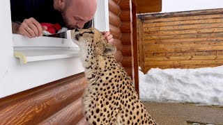 Cheetah Gerda walks in a downpour looking for food!