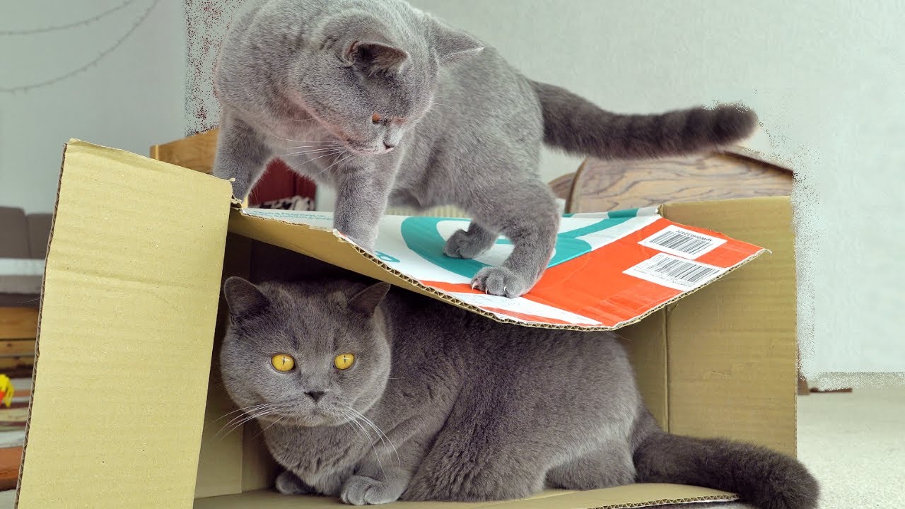 British Shorthair Cats - Battle for the Box