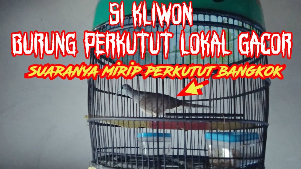 Suara Burung Perkutut Lokal Gacor Si Kliwon 