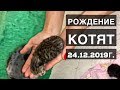 РОЖДЕНИЕ КОТЯТ - 24.12.2019г.