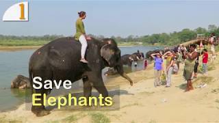 save elephants