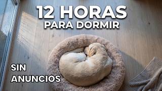 Música Para Perros Con Sonido De Lluvia 12 Horas Para Dormir Profundo
