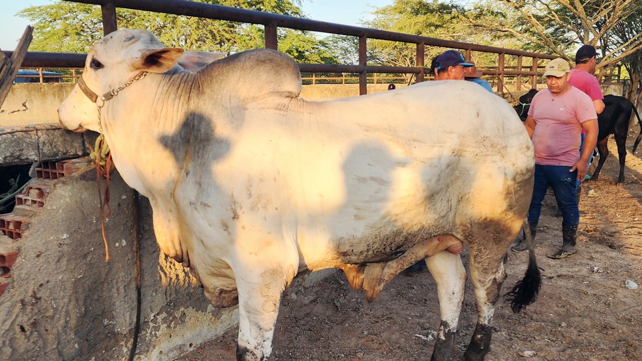 FEIRA DO GADO EM CARUARU-PE  10-03-2026 #nordeste