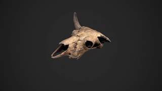 Bull Cow Minotaur Skull