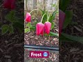My poor tulips 🌷 🥶