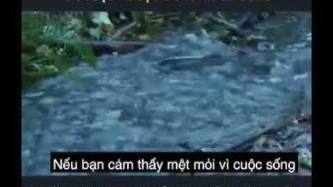 Cá lội ngược dòng