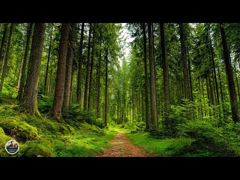 Лечебная музыка для
