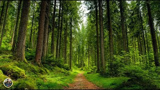 Лечебная музыка для сердца и сосудов! Самая Красивая Музыка В Мире 🌿 Музыка Для Души #красиваямузыка
