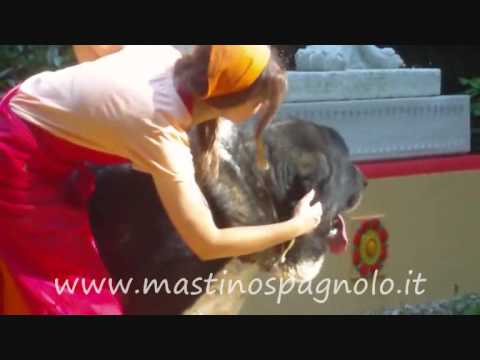 Gastone Del Dharmapuri Mastino Spagnolo.wmv