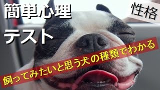 犬が登場する心理テスト。あなたに合う犬がわかるテストも