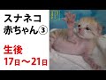【日々、スナネコ成長日誌。】 ③ 生後17日〜21日 "Growth Diary of Sand cat's baby" vol. 3