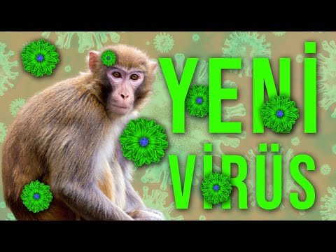 HIZLA YAYILAN YENİ VİRÜS (Maymun Çiçeği Virüsü)