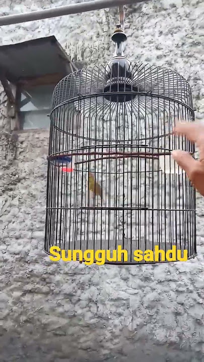 sogon paud tembakan ngeri