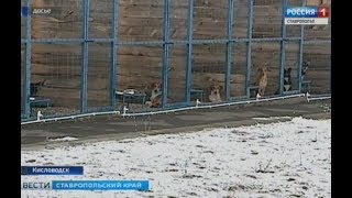В Пятигорске будут стерилизовать бездомных собак В Пятигорске будут стерилизовать бездомных собак