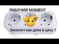 #таророссия , Василич &quot;Рабочий момент&quot;Как дела?