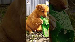 MessyPuppies #FunnyDogEating #ChaoticPets