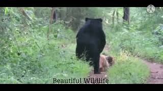 Beautiful Wildlife || Bear With Tiger || True Vision Official