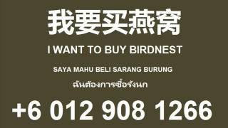 suara sarang burung walet ( swiftlet sound ) 燕窝