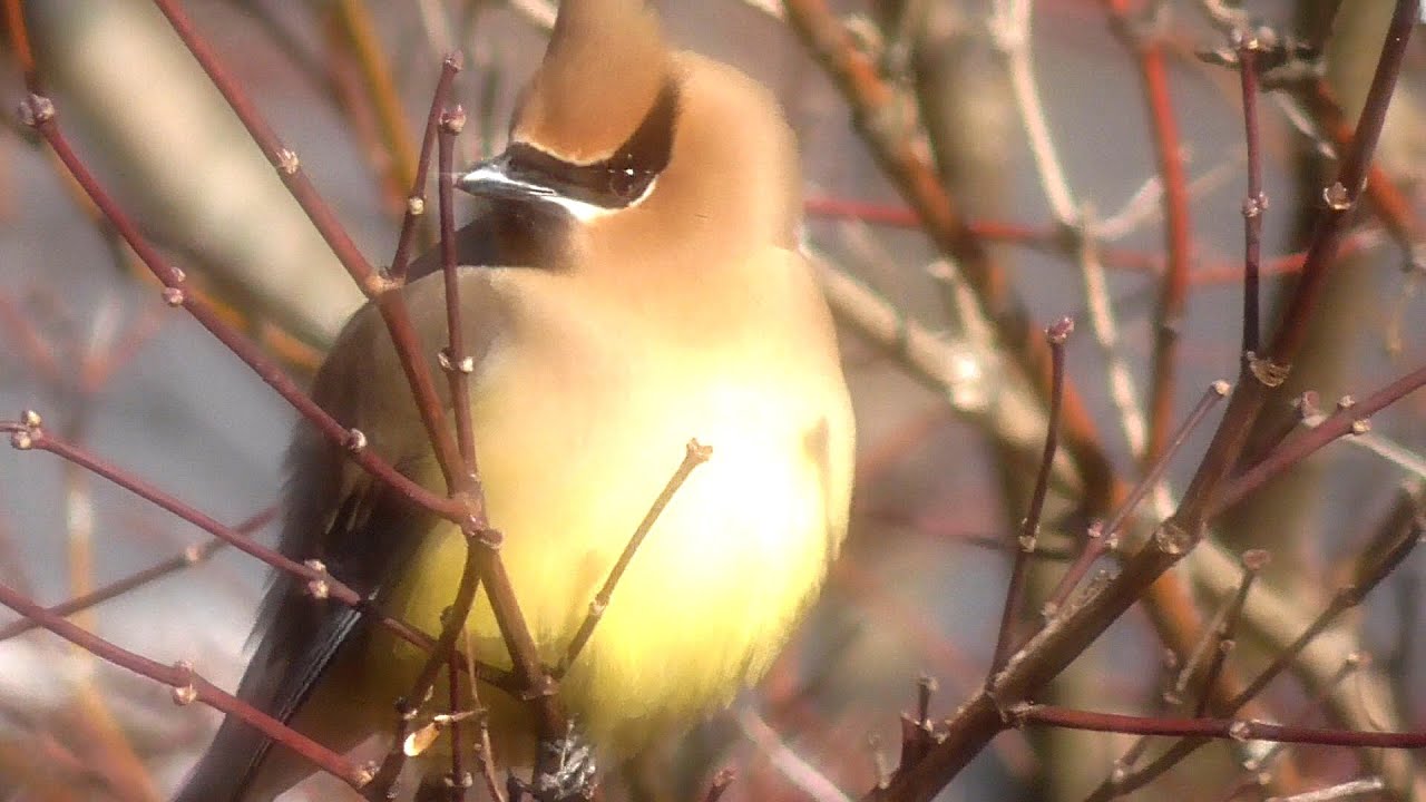 ヒメレンジャクの群れがきた A Flock of Cedar Waxwing visited us