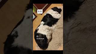 #newfoundland #nowofundland #puppy #pies #love #fluffydog #duet #hund