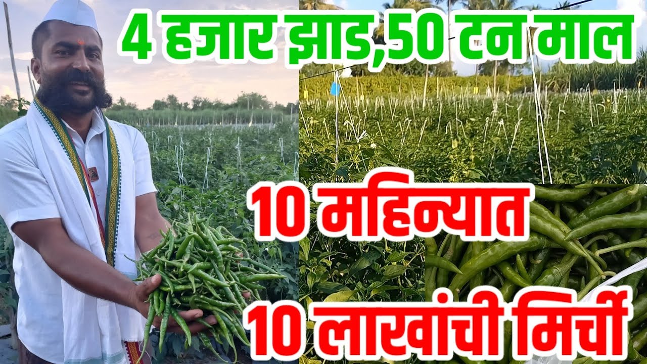 मिरची लागवड माहिती व तंत्रज्ञान,४ हजार झाड,५० टन माल,१० लाखांचे उत्पन्न |Mirchi_lagavad|visionvarta